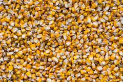 金黄的玉米