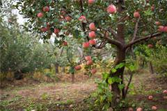 很多树结出红色的果实