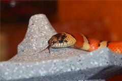 生肖蛇男人最佳婚配的生肖