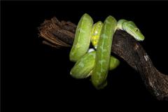 属蛇的行大运年份