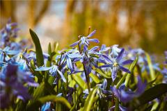 兰花开得很茂盛