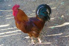 属鸡的81年财运怎样