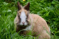 属兔2011年生好不好