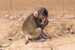 2004年属猴性格怎样