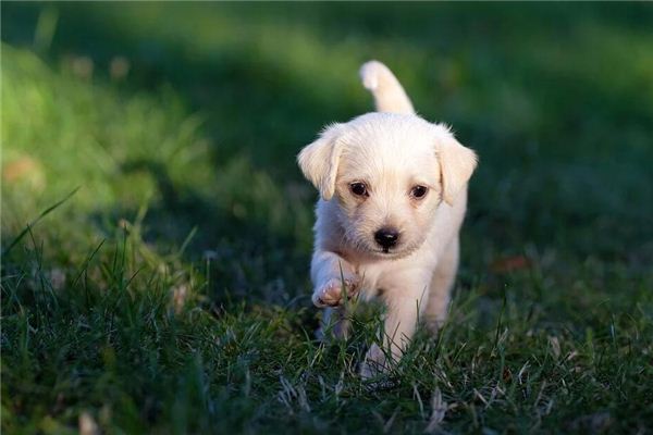 狗年是哪年 属狗的年份