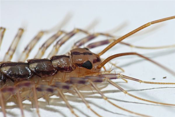 梦见蜈蚣是什么意思 梦见蜈蚣是什么意思