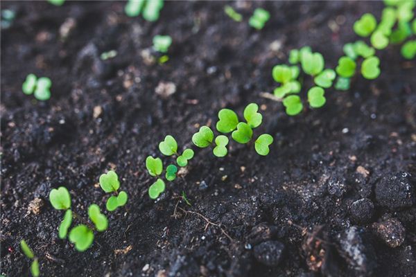 梦见树苗是什么意思 梦见树苗是什么意思