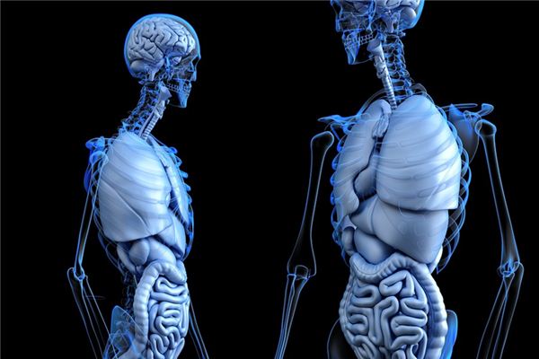 梦见肋骨是什么意思 梦见肋骨是什么意思