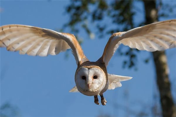 梦见翅膀是什么意思 梦见翅膀是什么意思