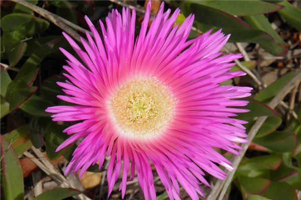 梦见粉红色是什么意思 梦见粉红色是什么意思