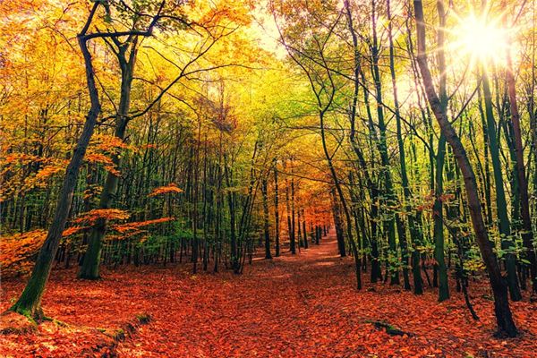 梦见树倒是什么意思 梦见树倒是什么意思