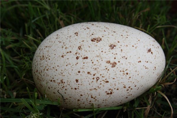 梦见鹅蛋是什么意思 梦见鹅蛋是什么意思