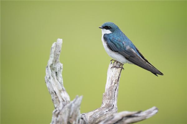 梦见飞禽是什么意思 梦见飞禽是什么意思