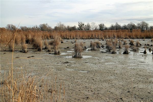 梦见泥潭是什么意思 梦见泥潭是什么意思