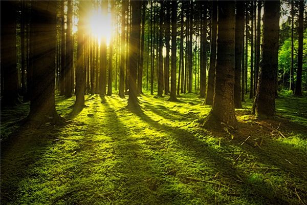 梦见阳光是什么意思 梦见阳光是什么意思