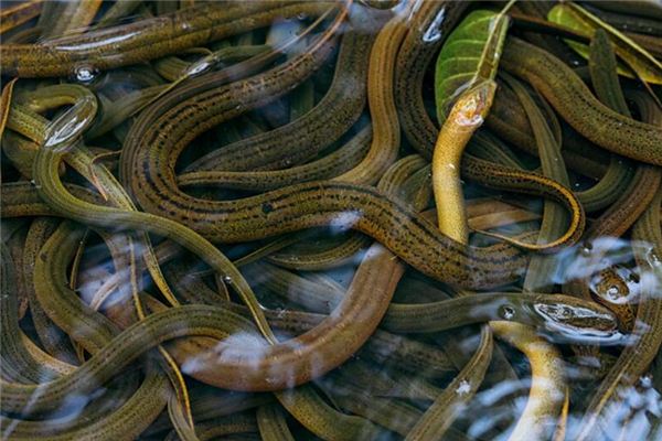 梦见鳝鱼是什么意思 梦见鳝鱼是什么意思