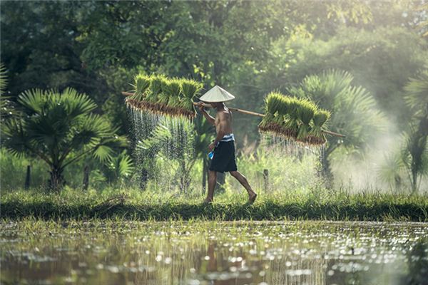梦见插秧是什么意思 梦见插秧是什么意思